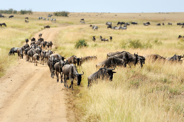 Naklejka na ściany i meble Wildebeest in National park of Kenya