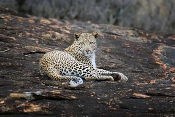 Gardinen Close-up leopard in National park of Kenya © byrdyak