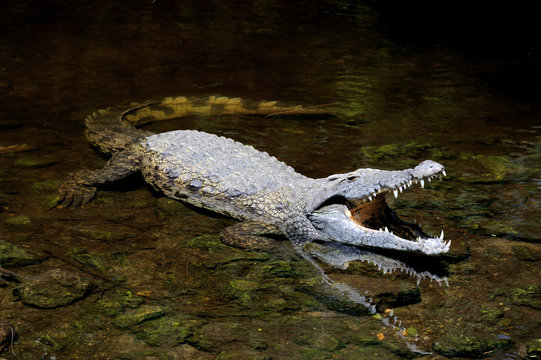 Crocodile in water. Kenya, Afrca