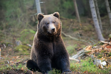 Brown bear