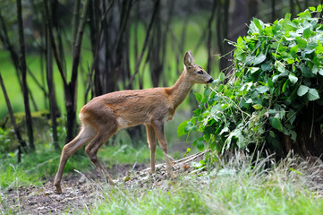 Young deer in summer forest