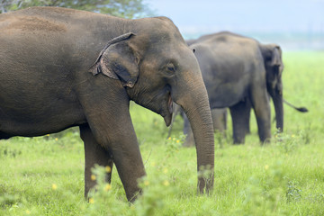 Naklejka na ściany i meble Elephants