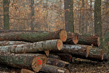 felling of trees © amadeusz
