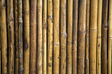 Fototapeta premium Closeup view at bamboo branch detail