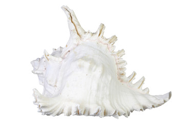 Obraz na płótnie Canvas very large sea shell isolated on white