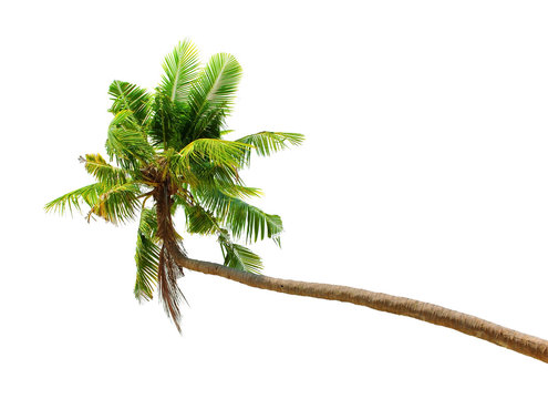 Coconut palmtree isolated on white