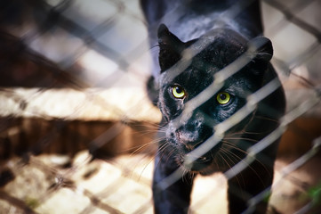 Eyes of black jaguar in captive