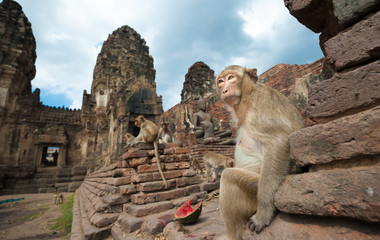 Long tailed macaque monkey in Thailand temple in Lopburi 