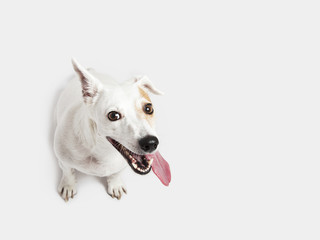 Dog russel terrier sitting on the white background
