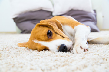 Dog relaxing on the carpet - 99874799