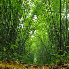 Fototapeta na wymiar Bamboo forest. Trees background inside tropical jungle