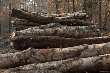 felling of trees © amadeusz