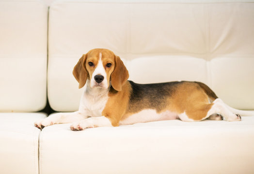 Beagle on the sofa