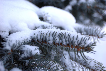 Sprig of fir covered with snow in winter.