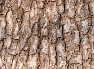 Close up of bark texture