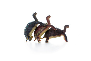 Fototapeta premium three toy tortoises making love. humor. coitus three plastic toy tortoises isolated on white background