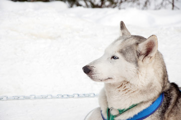 Portrait of siberian husky sled dog at snowy winter