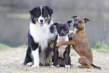 three dog hugging