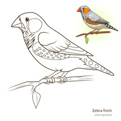 Zebra finch bird coloring book vector