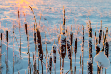 cattails at winter sunrise