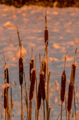 cattails at winter sunrise