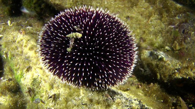 Purple sea urchin (Sphaerechinus granularis) on a rock, medium shot.
