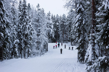 Scenic view of skiers on snowy ski course  with forest in background