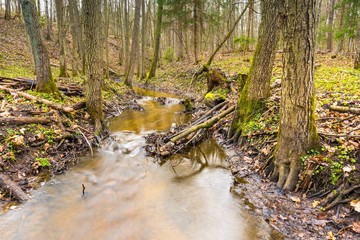 Early spring forest with small stream landscape