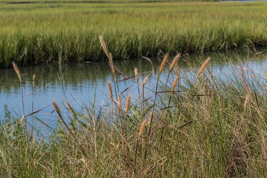Foliage and marshland at Pleasure House Point natural area which is south of the Chesapeake Bay in Virginia Beach, Virginia. 