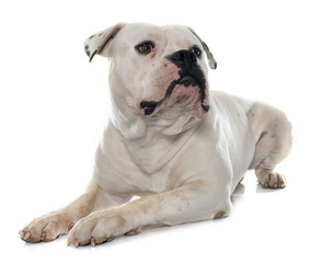 Obraz premium adult american bulldog