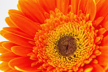 Orange gerbera flower isolated on white background