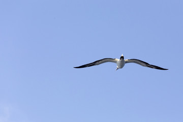 Seagull flying high up in the sky