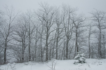 Obraz premium Kış ve orman