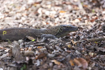 Komodo Dragon, the largest lizard in the world