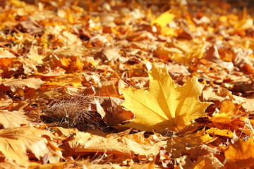 Colorful autumn leaves