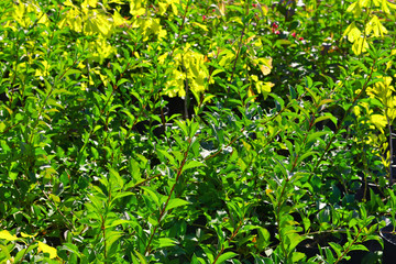 Green leaves background