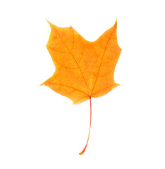 Autumn maple leaf isolated on white background