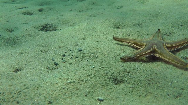 Slender sea star (Astropecten spinulosus) crawling along the bottom, medium shot.
