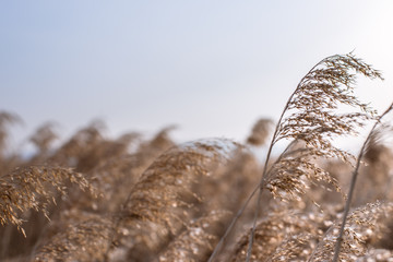 Obraz premium Reed _ Ulsan _ Korea