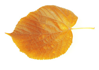 Fototapeta premium Beautiful green leaf, isolated on white