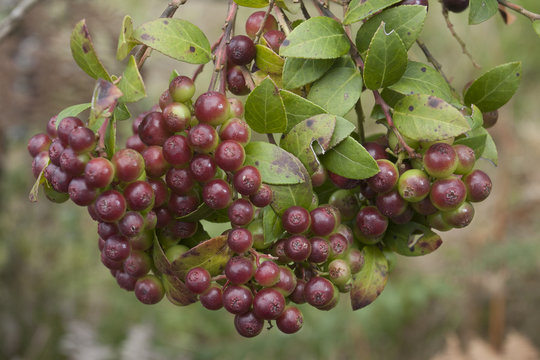 Agraz deliciosa fruta.