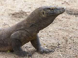 Komodo Dragon, the largest lizard in the world