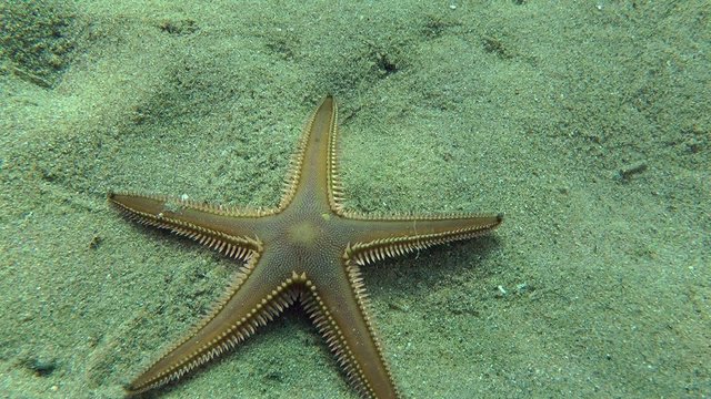Slender sea star (Astropecten spinulosus) crawling along the bottom, medium shot.
