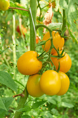 Branch of yellow tomato