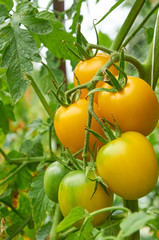 Branch of yellow tomato