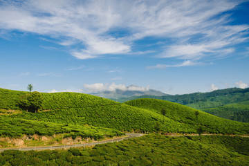 Obraz premium Green valleys of tea plantations in Munnar