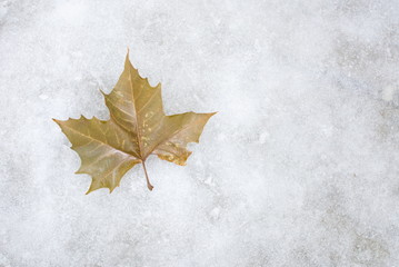 autumn leaves lying on the ice