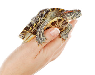 Turtle in woman hands isolated on white background