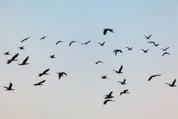flying flock of wild birds 