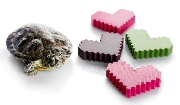 Turtle with plastic hearts isolated on white background